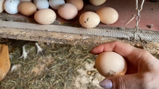 Будут ли цыплята кур Араукана смотреть онлайн