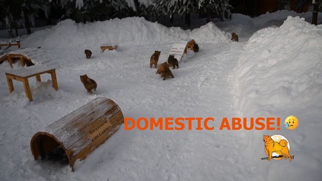 Щенки карело-финской лайки (Клуб СУОМЕН) смотреть онлайн