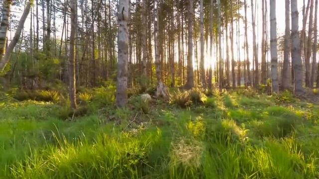 Сомнения и страхи действий твои друзья? Послушай притчу Ричарда Баха,которую я записала для вас. смотреть онлайн