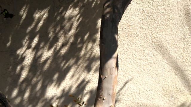 Моя поездка в город Модесто, Калифорния(mostly Russian with some parts in English) смотреть онлайн