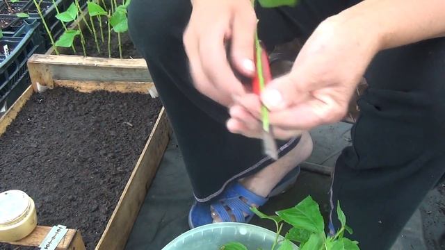 Зелёное черенкование в теплице. Черенкуем подвой "Колт". смотреть онлайн