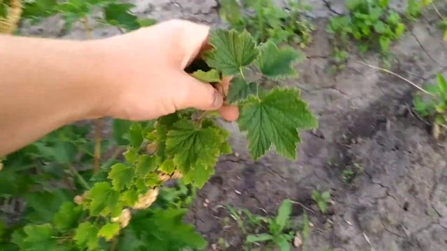 біла порічка 