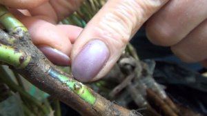 Итоги зимней прививки роз спустя 3 недели.