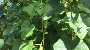 Огурцы Родничок F1 . Загородная жизнь.