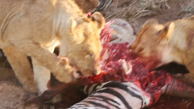 Are Chicken Bones Safe To Feed Your Pet? The Answer May Surprise You смотреть онлайн