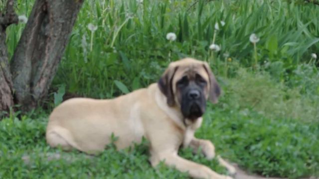 Английский мастиф