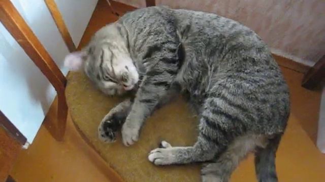 MVI_2218.AVI Васяня - умный кот смотреть онлайн