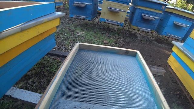 Как я начал заниматься пчеловодством. смотреть онлайн