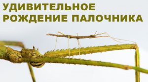 Из яйца в жизнь: уникальный процесс вылупления аннамского палочника!!!