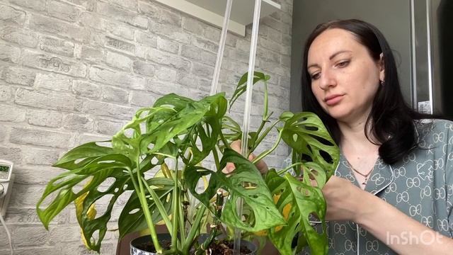 МОНСТЕРА манки маск | ЧЕРЕНКОВАНИЕ | Безжалостно разбираю на черенки.Без укоренения ,сразу в грунт смотреть онлайн