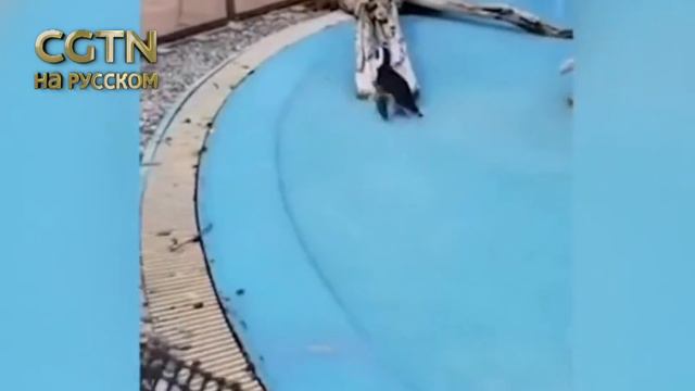 В японском зоопарке пингвин устроил погоню за бабочкой смотреть онлайн