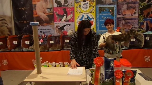 Выставка кошек клуба "Амур Нева" в Великом Новгороде 5.02.2017 г. смотреть онлайн
