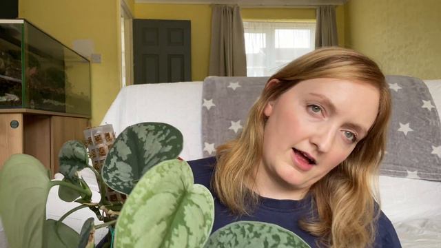 Houseplant Favourites & Failures - Monstera Dubia, scindapsus pictus, pilea peperomioides & more смотреть онлайн