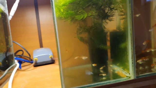 Чем он не конвейер? ) Производ прет, нерестятся каждый день! Будни аквариума! смотреть онлайн