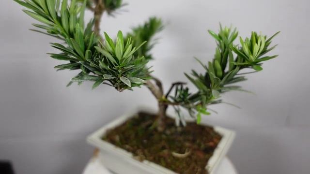 16 Tree Species for Indoor Bonsai Part 1 смотреть онлайн