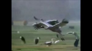 Летящие журавли. ВОВ