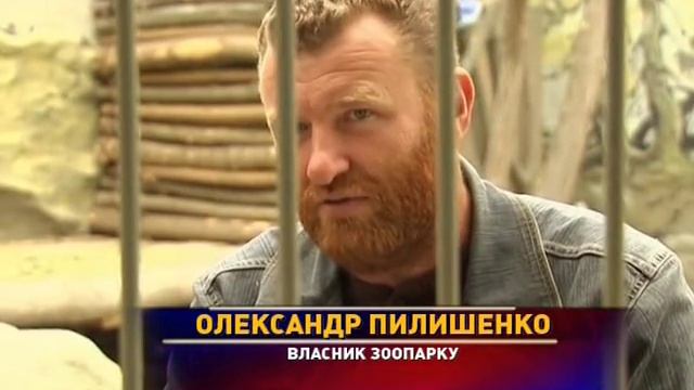35 дней в клетке со львицей смотреть онлайн