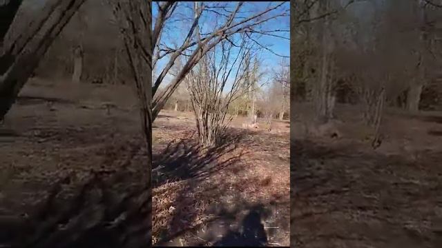 08.11.2023 г. Общественная деятельность компании "Паркостроитель". Ботанический сад ЮФУ (часть 2) смотреть онлайн
