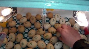 Закладка куриных и утиных яиц в инкубатор  Подготовка
