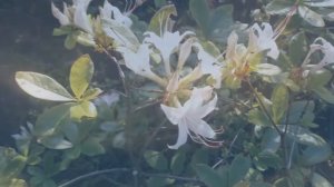 Ночные цветы. Романс