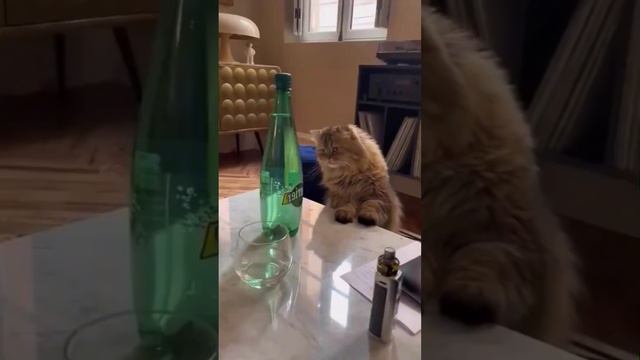 😂 САМЫЕ СМЕШНЫЕ ЖИВОТНЫЕ! С ОЗВУЧКОЙ! 😺 ПРИКОЛЫ С КОТАМИ 2024! смотреть онлайн