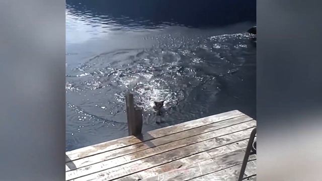 Смешные Животные До Слез / Приколы С Котами И Собаками / MH #15 смотреть онлайн