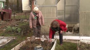 Дачные советы 06.05.21