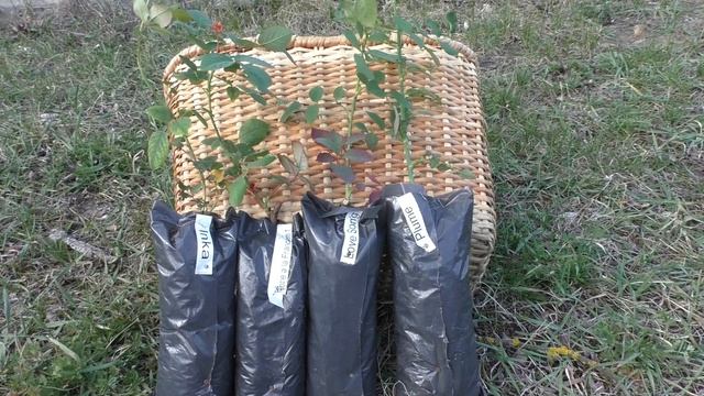 Посадка саженцев роз весной. Нестандартные и вегетирующие саженцы роз смотреть онлайн