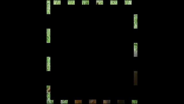 электронный ошейник для собак смотреть онлайн