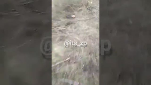 Следы животных Беленькое смотреть онлайн