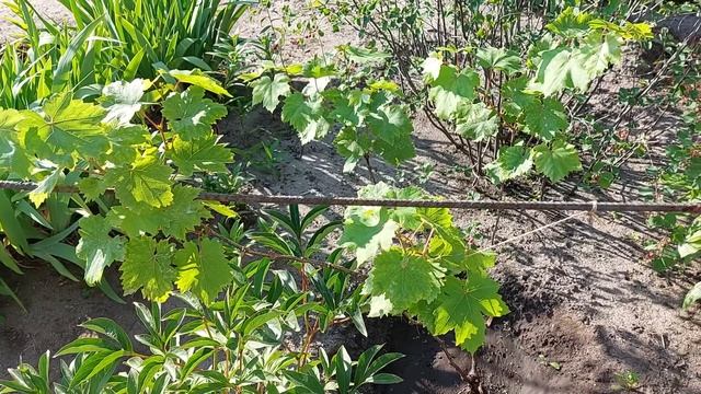 Почему не растут кусты молодого винограда?Как с этим бороться! смотреть онлайн