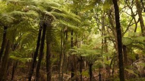 Каменный уголь