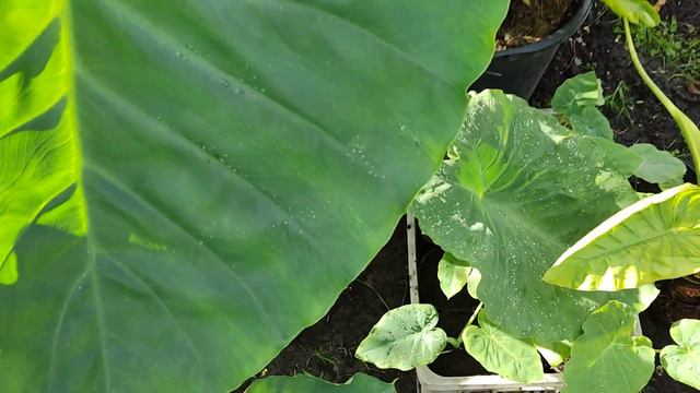 Mierzenie liści. Alokazja calidora, lutea, olbrzymia, kolokazna esculenta, black steam itp. смотреть онлайн
