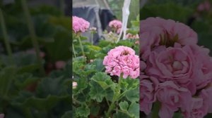 Пеларгония Анита