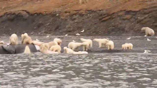 Белые медведи смотреть онлайн