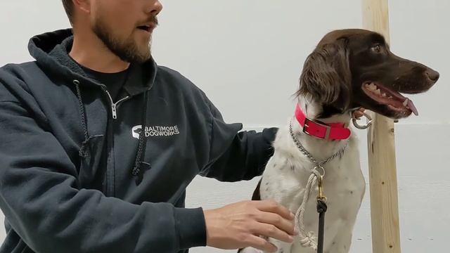 Force Fetch Lesson 3 - Ear Pinch смотреть онлайн