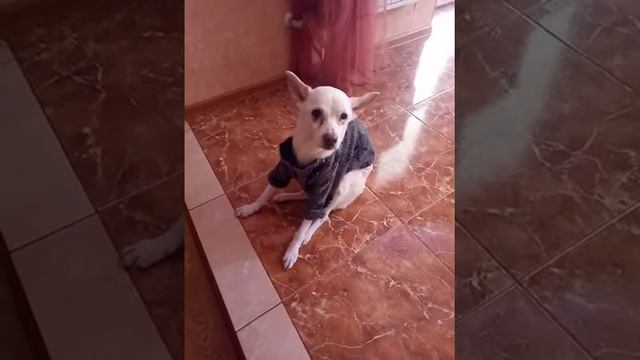 Собаке 17 лет. смотреть онлайн