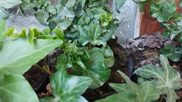 Плющ звичайний Hedera helix " Cora " смотреть онлайн