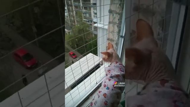 решётки антикошка смотреть онлайн
