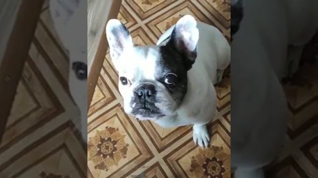 Собака смешно лает смотреть онлайн