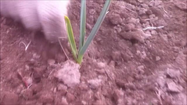 Посадка озимого чеснока (под зиму - осенью). Выращивание чеснока смотреть онлайн