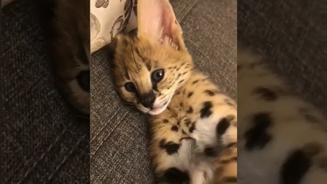 Котёнок сервал. Cutest baby serval смотреть онлайн