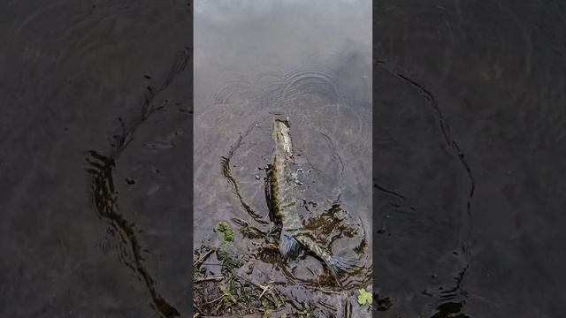 Щука сделал свое дело, Щука может уходить !) смотреть онлайн