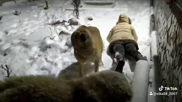 Алабай играет с дочкой и кавказской овчаркой #кавказскаяовчарка #алабай #ребенок #домашниепитомцы смотреть онлайн