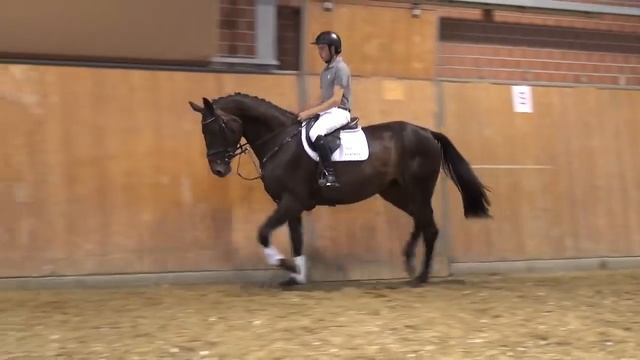 Samba Hit I-Weltfriede mare * 2012 for sale смотреть онлайн