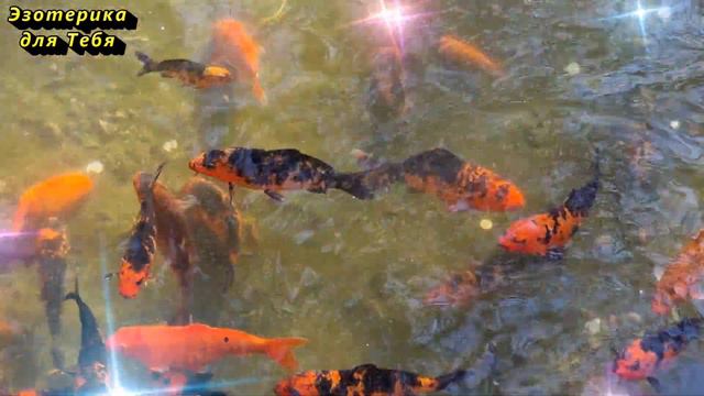 Никогда не прощайте это человеку или будь готов к тому, что он исполнит его на бис смотреть онлайн