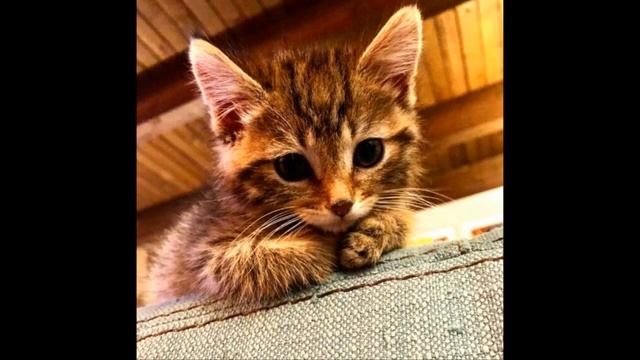 Уличный котенок был тощим и слабым смотреть онлайн