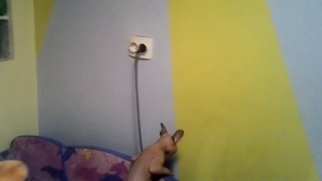 Зачем кошке когтеточка ????? смотреть онлайн