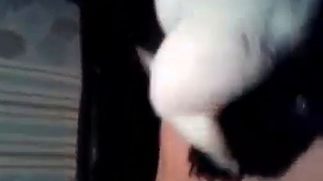 ДРАЧКА смотреть онлайн