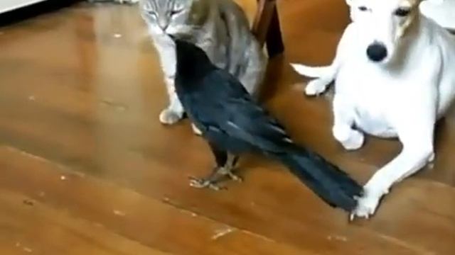 ворона кормит собаку и кота смотреть онлайн